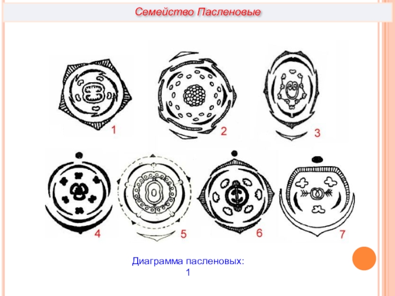 Диаграмма розоцветных семейств