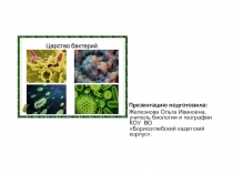 Презентация по биологии на тему Бактерии