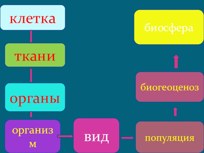 Клетка ткань система. Клетка ткань орган организм вид популяция. Клетка организм популяция биогеоценоз Биосфера. Живые системы клетка организм. Клетка ткань орган организм вид популяция экосистема Биосфера.