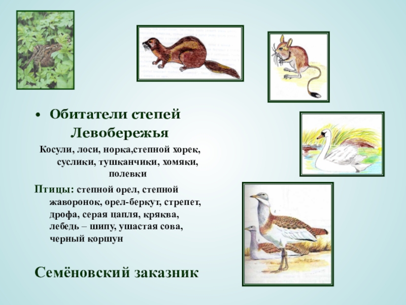 Как не относится к млекопитающим песчанка лебедь. Животный мир в степи Саратовской области. Дикие животные Саратовской области. Млекопитающие Саратовской области. Степные животные Саратовской области.