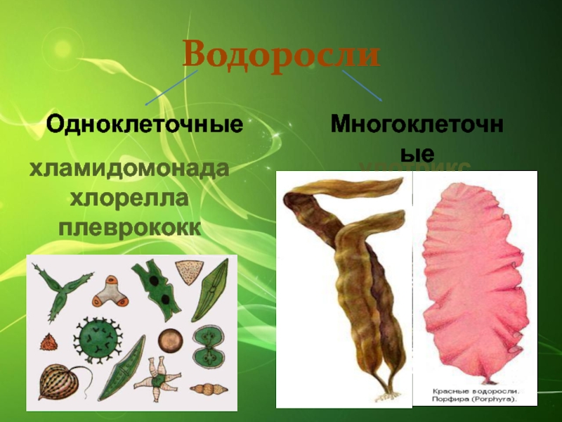 Водоросли одноклеточные презентация