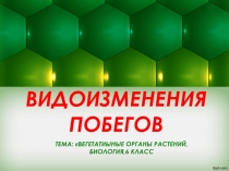 Презентация по биологииВидоизменения побегов,6 класс