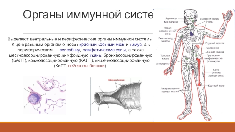 Центральные органы костный мозг и