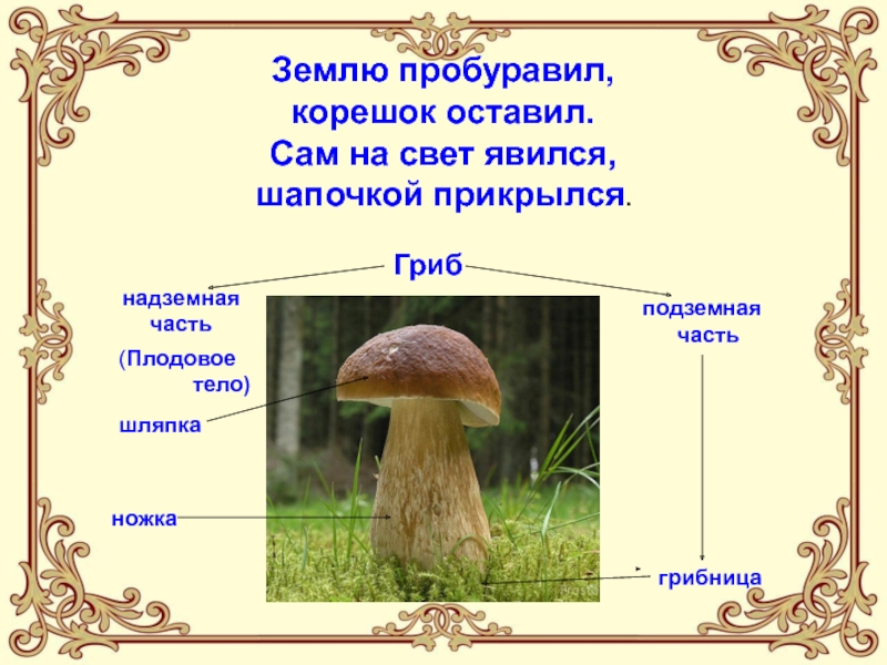 Урок биологии грибы. Царство грибов. Проект про грибы. Презентация по грибам. Презентация на тему грибы.