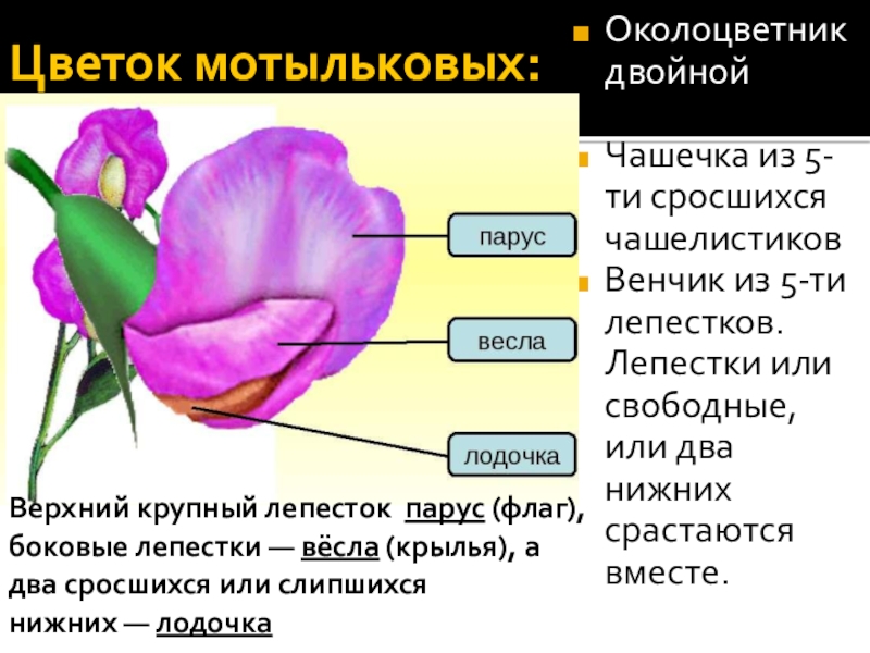 Цветок с двойным околоцветником фото