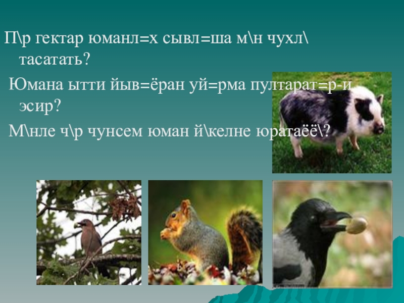 Пр гектар юманл=х сывл=ша мн чухл тасатать? Юмана ытти йыв=ёран уй=рма пултарат=р-и эсир? Мнле чр чунсем юман