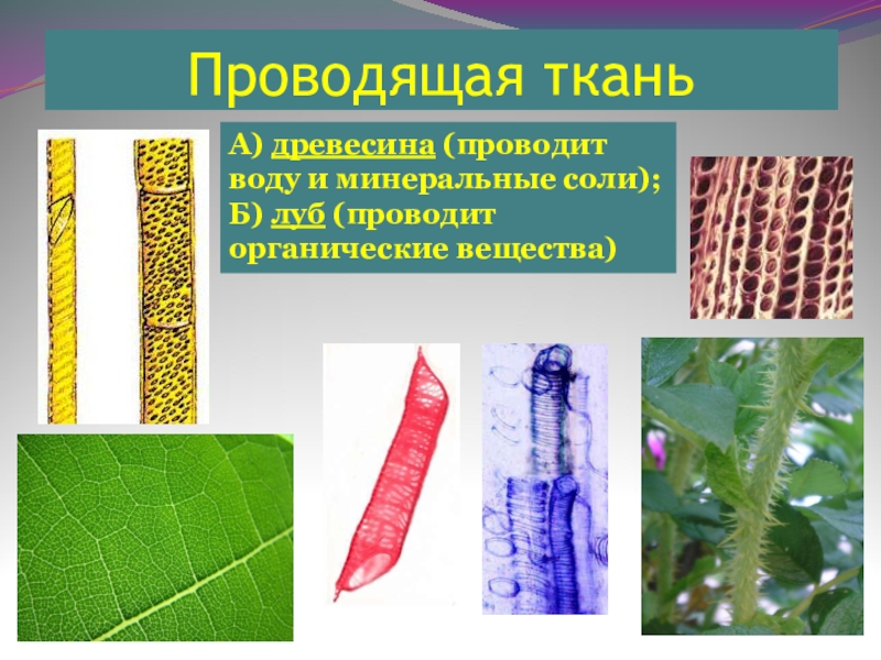 Ткань проводящая воду. Проводящая ткань древесина и Луб. Ткань, Проводящая органические вещества:. Растительные материалы. Органические ткани растения.