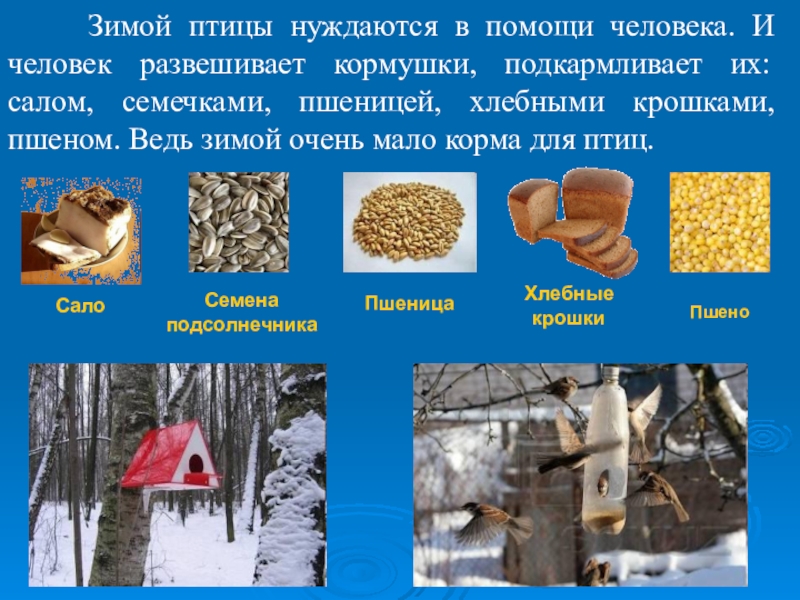 Чем кормить птиц зимой картинки для детей