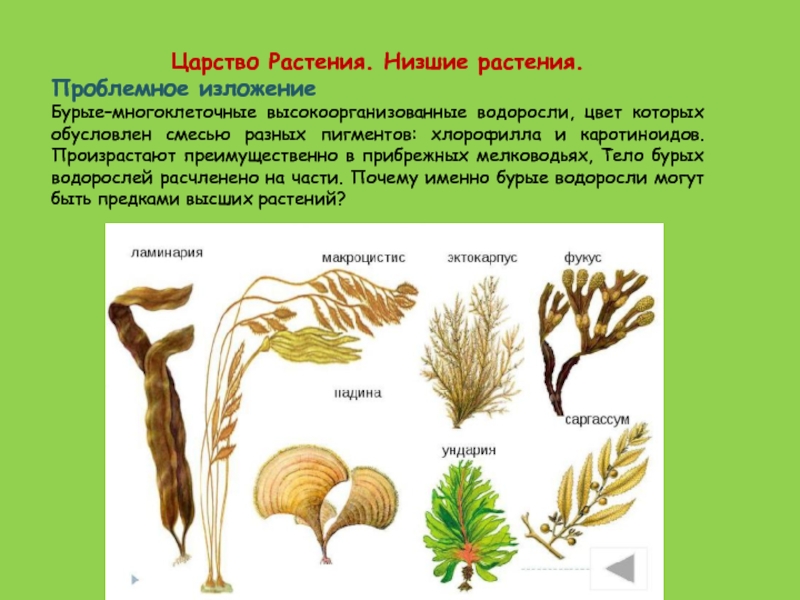 5 примеров низших растений
