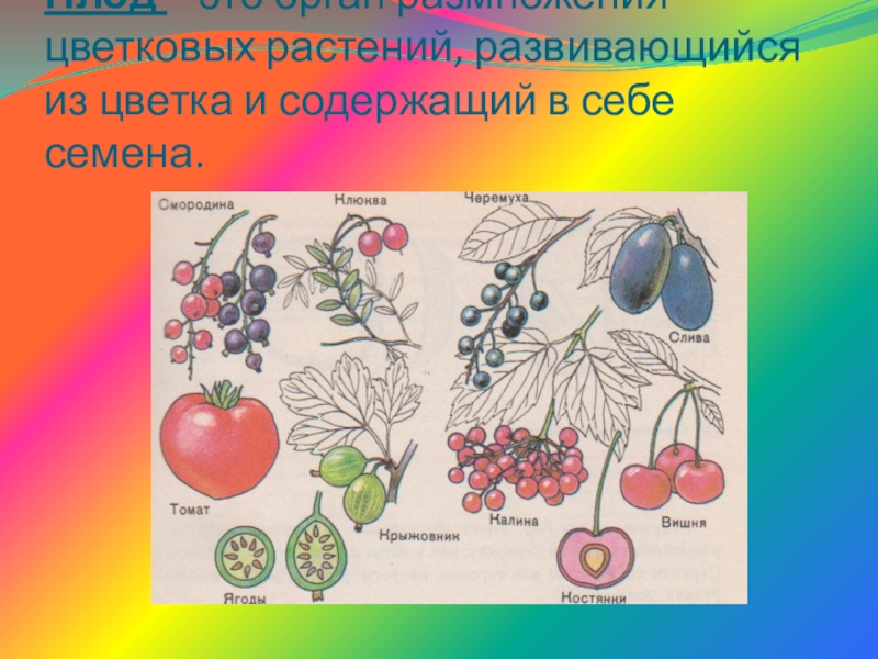 Плоды цветковых растений. Плод орган размножения цветковых растений. Плод это орган цветных растений содержат в себе смена. Плоды у растений развиваются на месте. В цветковом растении плод с семенами развивается из.