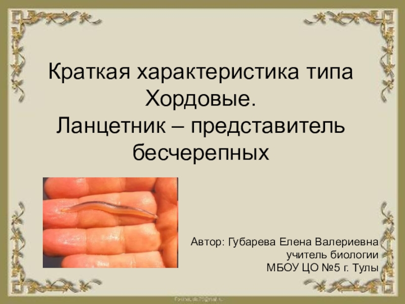 Презентация по биологии на тему Краткая характеристика типа Хордовые. Ланцетник (7 класс)