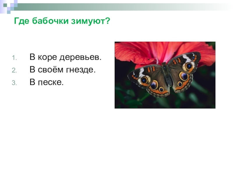 Насекомые 2 класс. Где зимуют бабочки. Как зимуют бабочки. Где прячутся бабочки. Как и где зимует бабочка.