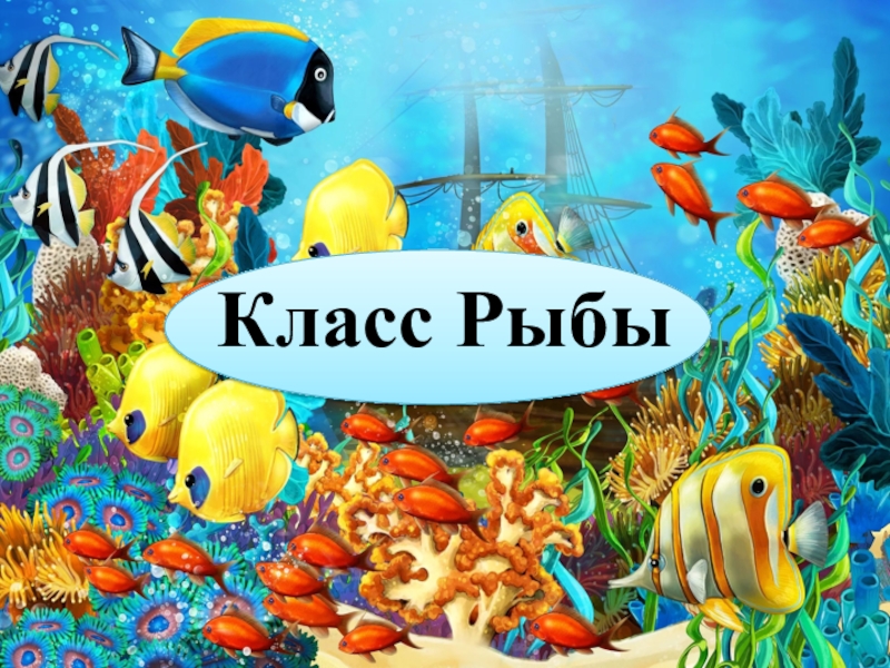 5 классов рыб. Тема рыбки. Классы рыб. Тема для презентации рыбки. Рыбка класс.