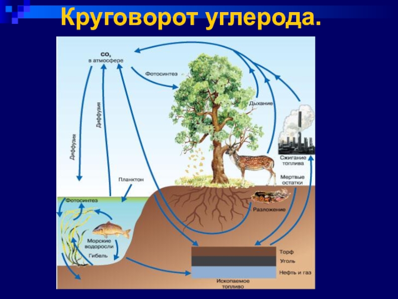 Направление движения углекислого газа поглощаемого растениями схема круговорота