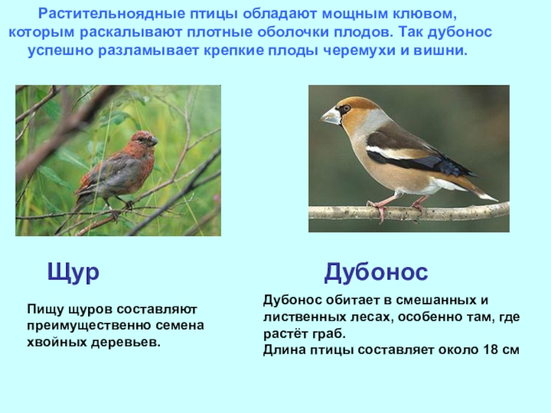 Какие птицы растительные. Лесная птица Дубонос. Растительноядные птицы. Растительноядные птицы презентация. Птицы растительноядные названия.