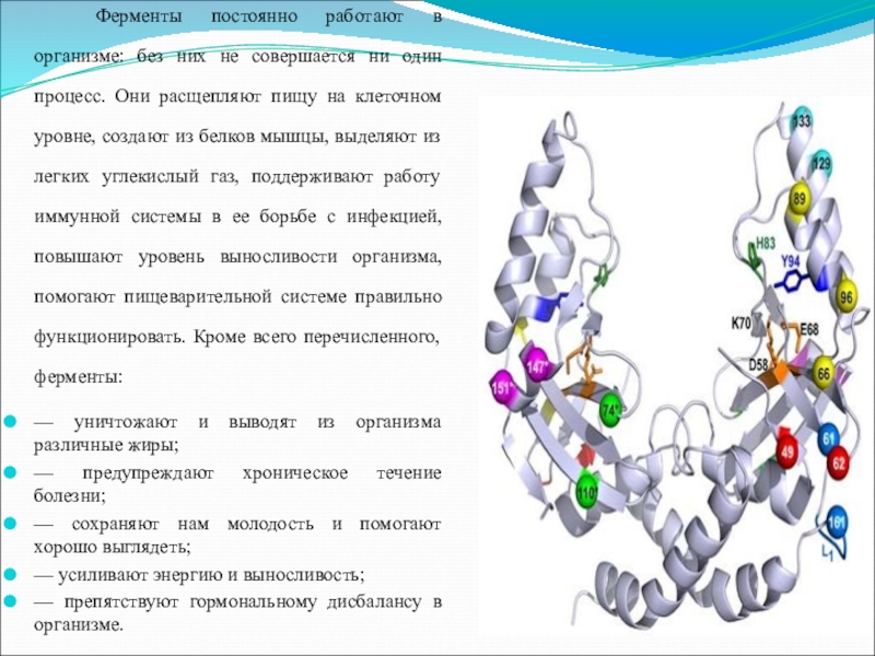 Презентация на тему ферменты 10 класс