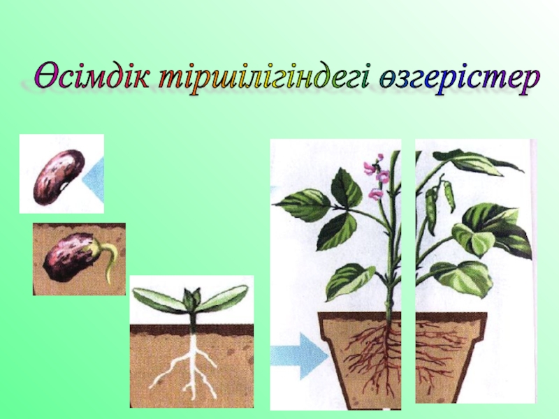 Өсімдіктерді қалай күту қажет жаратылыстану тех карта