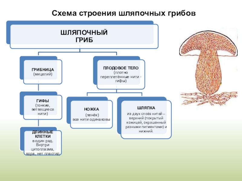 Схема шляпочного гриба