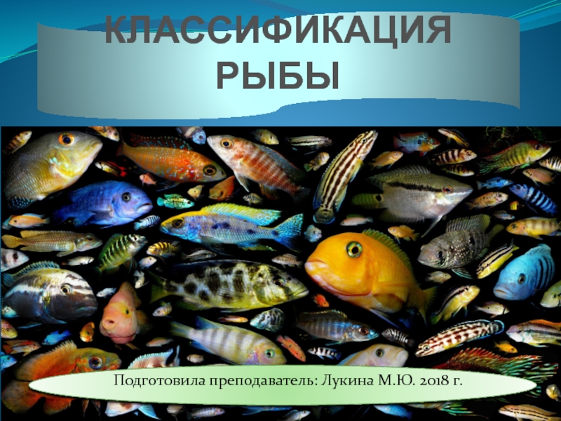 Классификация рыб. Классификация рыбы в кулинарии. Живая рыба подразделяется. Классификация рыбы по размеру. Рыбоводство классификация рыб.