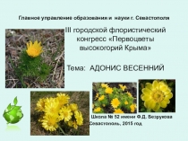 Лрезентация по экологии на тему Адонис (Экологический конгресс на тему Первоцветы предгорий Крыма ,апрель 2015 год)