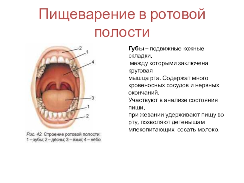 Переваривание ротовой полости. Пищеварительная система человека ротовая полость зубы. Функции органов пищеварения ротовая полость. Функции ротовой полости в процессе пищеварения. Строение пищеварение в ротовой полости.