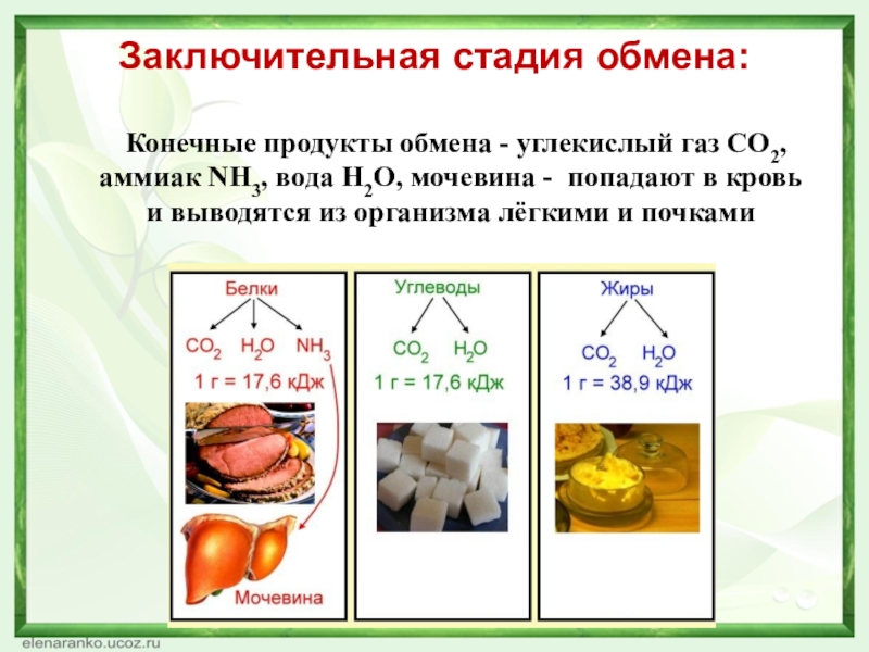 Заключительная стадия обмена:	Конечные продукты обмена - углекислый газ СО2, аммиак NH3, вода Н2О, мочевина - попадают в