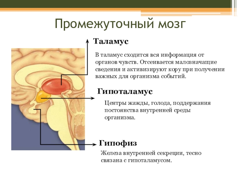 Промежуточный строение и функции. Таламус и гипоталамус функции. Промежуточный мозг таламус гипоталамус. Функции таламуса промежуточного мозга. Строение промежуточного мозга гипоталамус гипофиз.