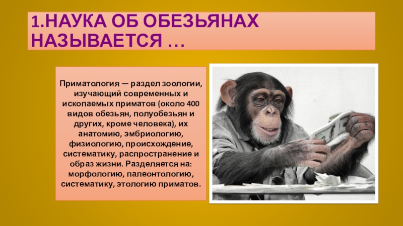 К обезьянам людям относят. Обезьяна. Шимпанзе презентация. Приматы в исследованиях. Обезьяна инфа.