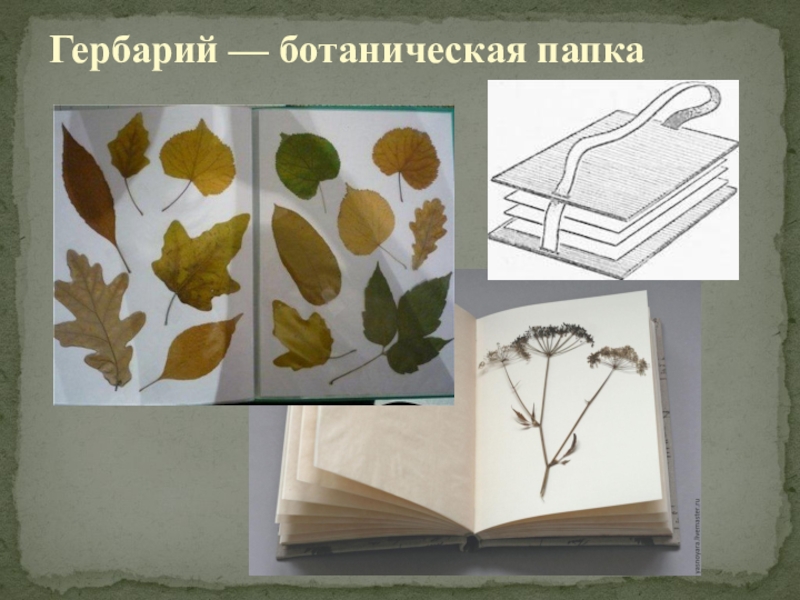 Ботаническая папка что это такое. Ботаническая сетка для гербария. Папка для гербария. Гербарий на картоне. Инструменты для гербария.