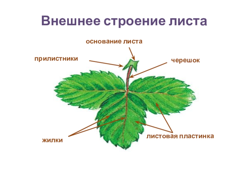 Отметьте особенности внешнего строения листа