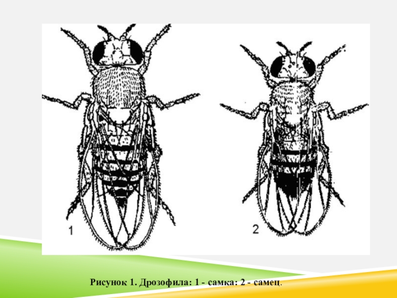 Самка дрозофилы. Дрозофила рисунок. Изогнутые щетинки у дрозофилы. Самец дрозофилы рисунок. Изогнутые щетинки у дрозофилы рисунок.