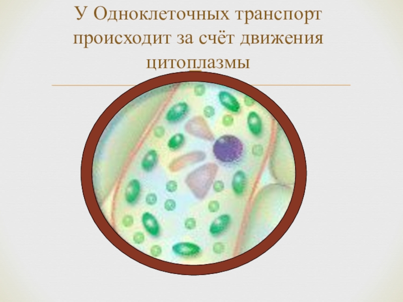 Передвижение веществ у животных 6 класс биология. Транспорт веществ у одноклеточных животных. Транспорт веществ у одноклеточных организмов. Передвижение веществ у одноклеточных животных. Перемещение веществ у одноклеточных организмов.