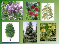 Презентация по познанию мира на тему Условия, необходимые для жизни растений