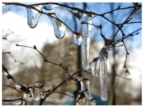 Как изменяется жизнь животных весной