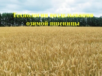 Презентация Технология возделывания озимой пшеницы