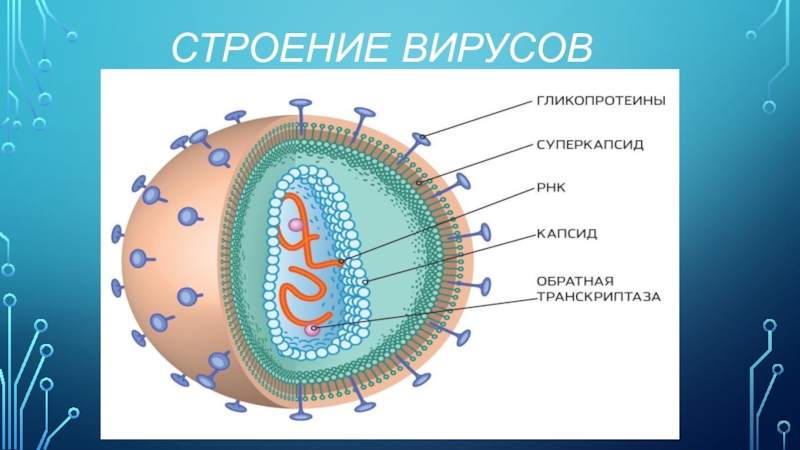 Вирусы 9 класс биология