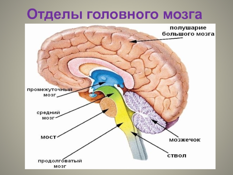 Каковы функции отделов головного мозга. Название отделов головного мозга. Головной мозг и его отделы. Строение отделов головного мозга. Отделы головного мозга схема.