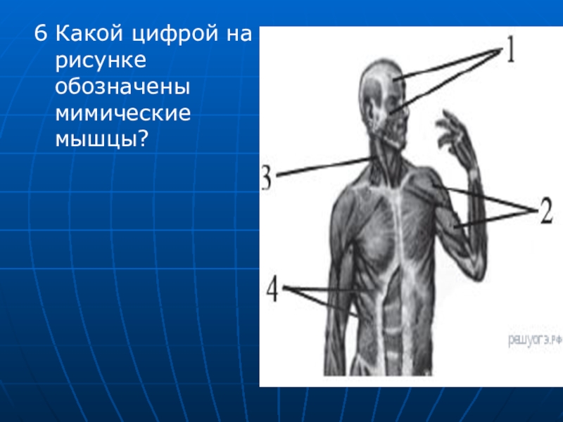 Цифрой 8 на рисунке обозначена. Какой цифрой на рисунке обозначены мимические мышцы?. Презентация по биологии 8 класс мышцы. Мышцы обозначенные на рисунках. Мимические мышцы обозначены цифрой.