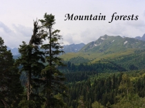 Презентация по английскому языку на тему Спасем леса (8 класс)