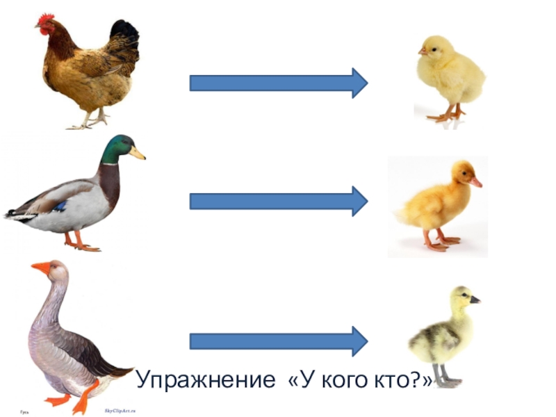 Дети учатся оттягивать от формы мелкие детали при изображении цыплят и птиц это задача