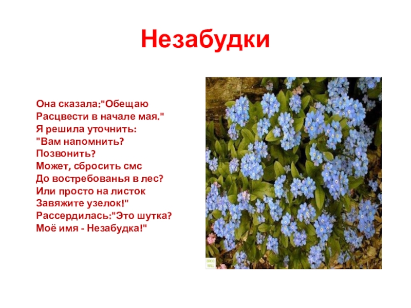 Незабудка цветок тима белорусских текст. Незабудка описание растения. Сообщение о незабудке. Интересные факты о незабудке. Незабудки для презентации.