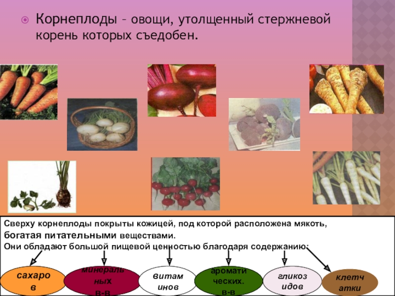 Питательные вещества овощей. Корнеплодные овощные культуры. Виды корнеплодов. Классификация корнеплодов. Корнеплоды примеры.