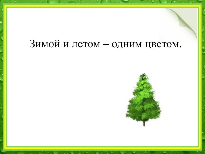 Зимой и летом одним цветом загадка. Зимой и летам одним цветам. Зимой и летом одним цветом ответ. Елка зимой и летом одним цветом. Зимой и летом 1 цветом.