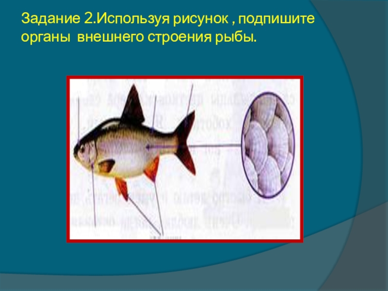 Биология про рыб 7 класс. Строение рыбы. Внешнее строение рыбы. Внешнее строение рыбы 7 класс биология. Внутреннее строение рыбы.