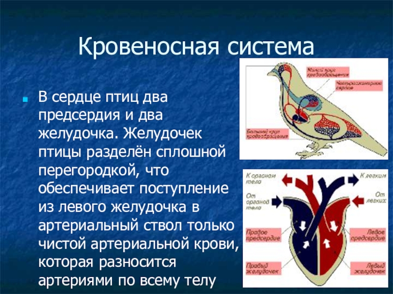 Презентация на тему общая характеристика птиц