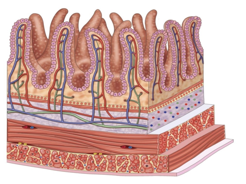 Слизистая оболочка органов. Тонкая кишка кишечная Ворсинка эпителий. Тонкая кишка мкишечная ворсинкеа эпителий. Эпителий слизистой оболочки Толстого кишечника. .Клетки эпителия слизистой оболочки Толстого кишечника.