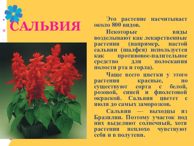 Сальвия сверкающая костер описание фото цветов посев уход