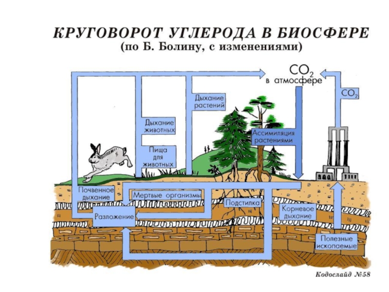 Презентация круговорот углерода в природе 9 класс биология