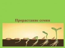 Презентация по биологии, на тему Прорастание семян 6 класс