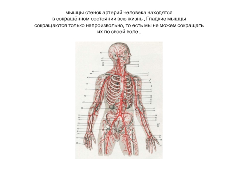 Экскурсия артериальной стенки